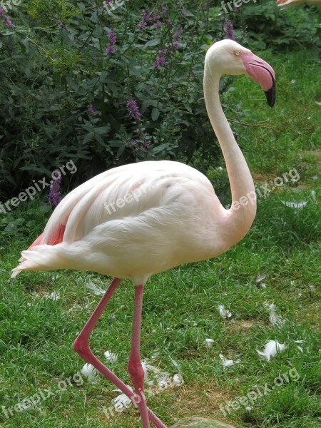 Animals Bird Flamingo Pink Feathers