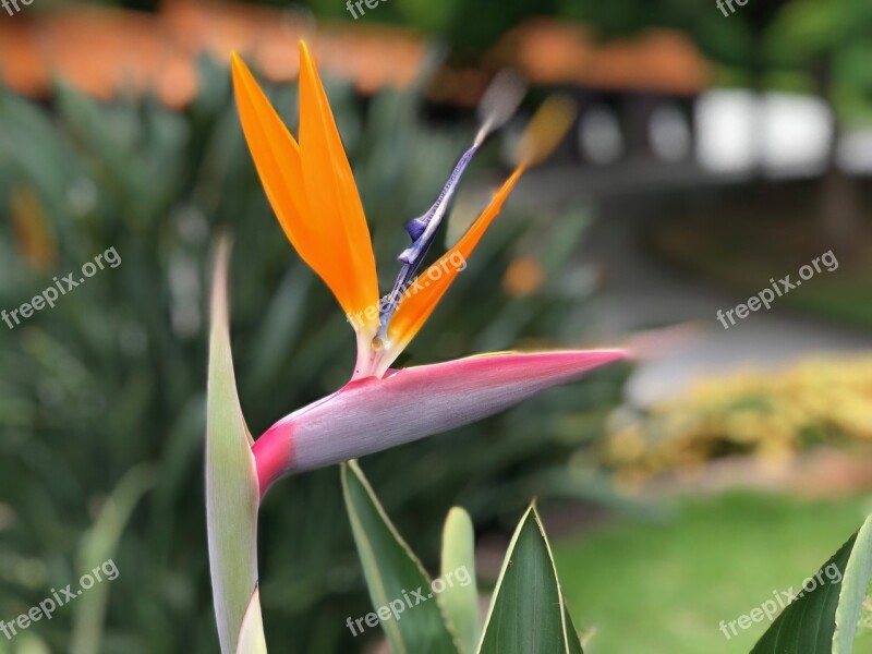 Bird Birds Flower Flowers Plant Nature Garden