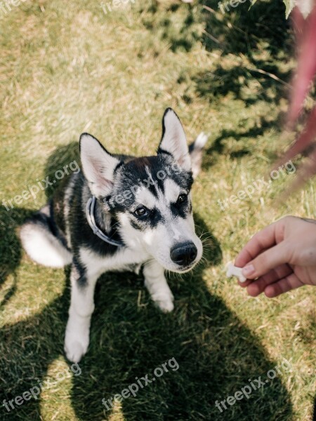 Huskies štěne Cute Animal Dog