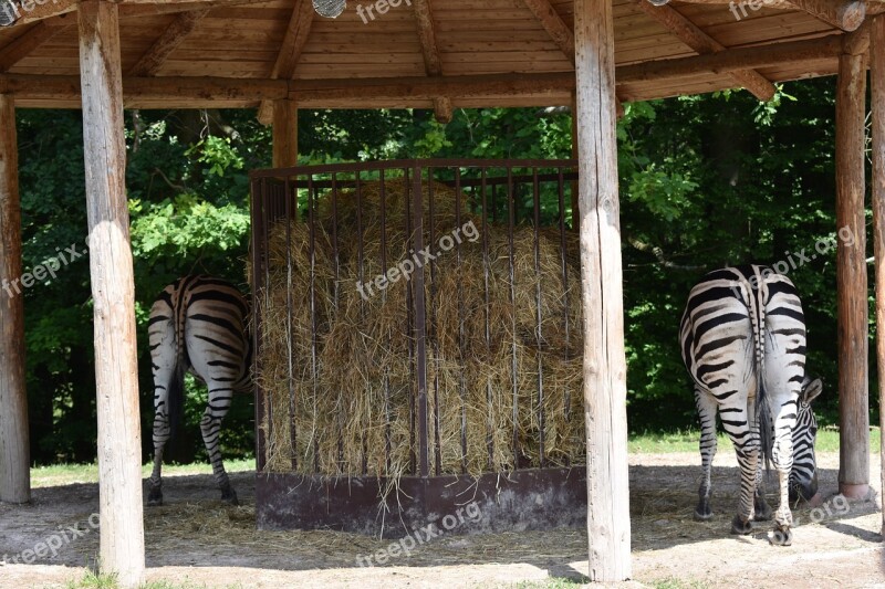 Zebras Ass Tail Stripes Animal