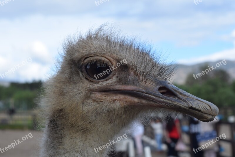 Ostrich Animal Nature Free Photos