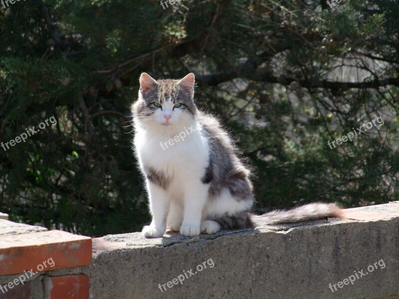 Cat On The Wall Animal Kitten Portrait