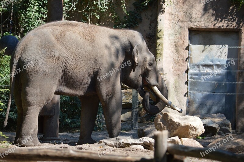 Elephant Blijdorp Rotterdam Animal Animal Kingdom