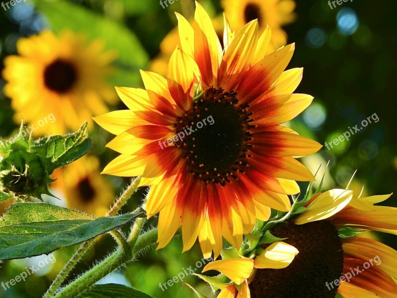 Sunflowers Flowers Summer Beautiful Free Photos