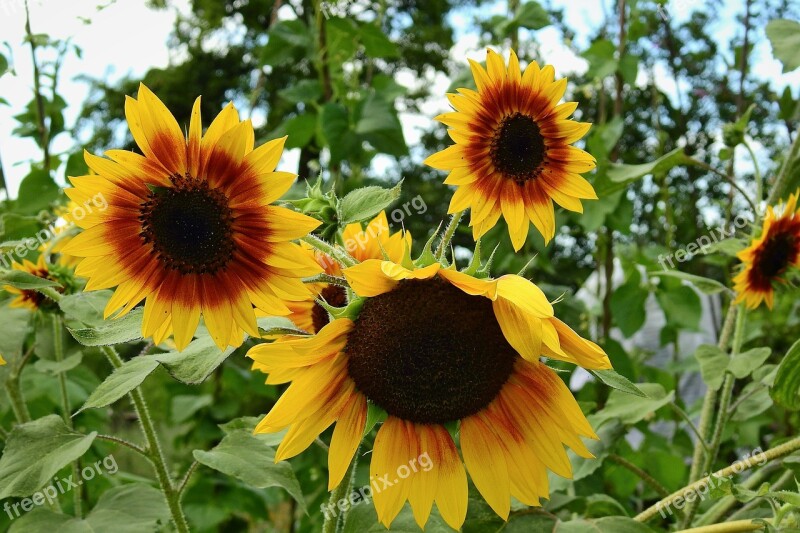 Sunflowers Nature Flowers Summer Free Photos