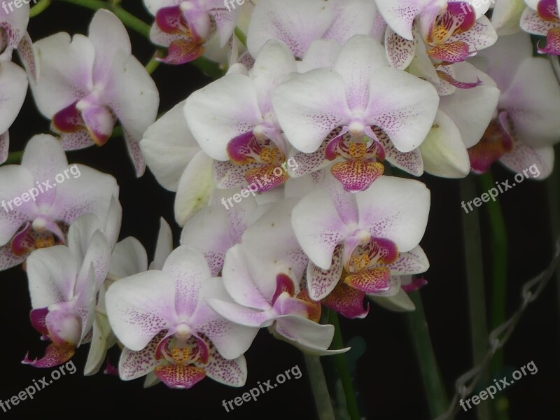 Orchid Flower Blossom Tropical Exotic