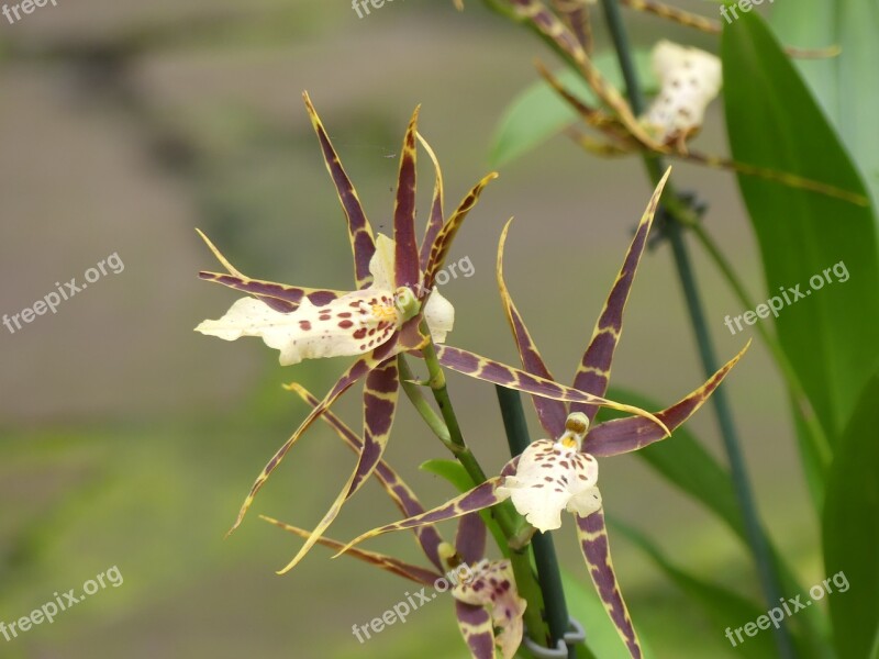 Orchid Flower Nature Tropical Flowers