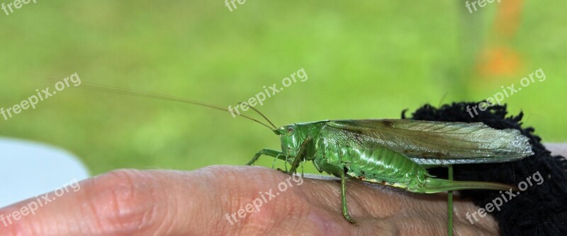 Grasshopper Green Hand Nature Free Photos