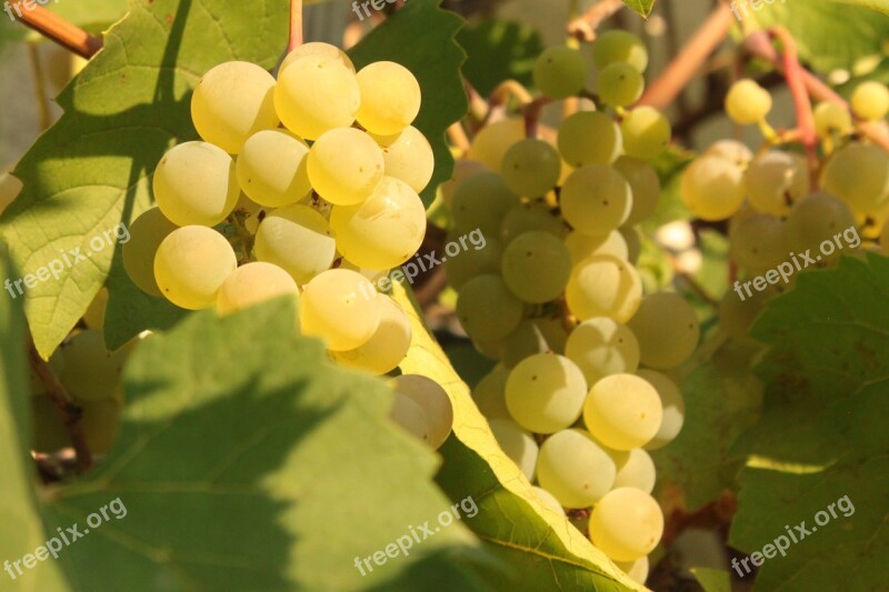 Grapes Vines White Vineyard Fruit