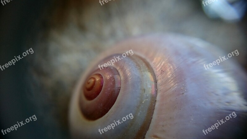 Macro Macro Photo Snail Small Tiny