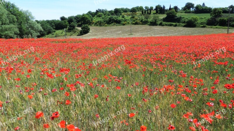 Field Poppies Red Red Flowers Nature