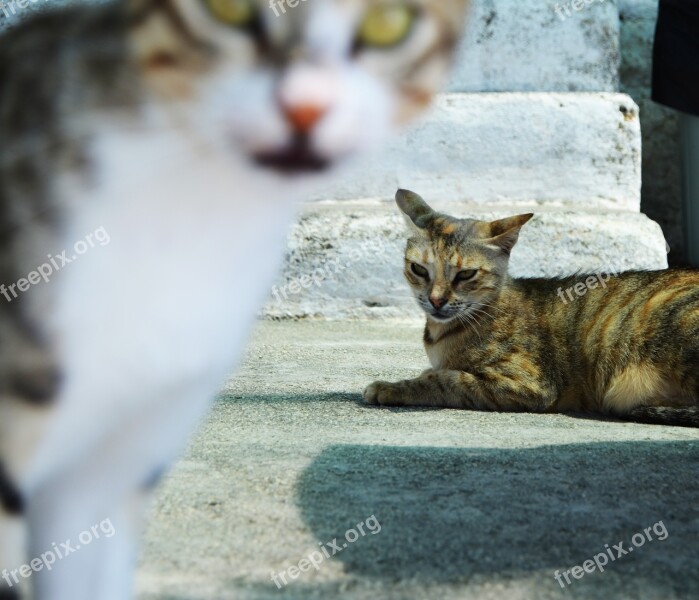 Cat Cats Naturale Animal View