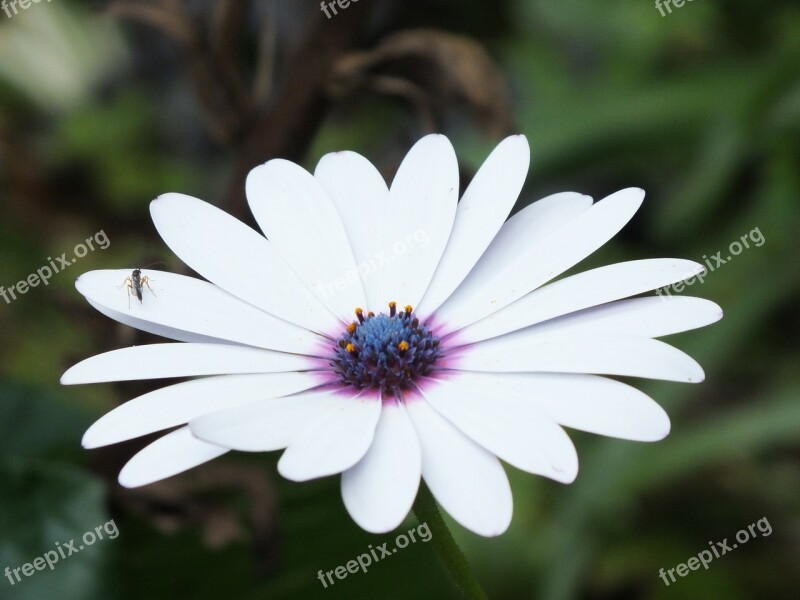 Garden Nature Flowers Plant Flora