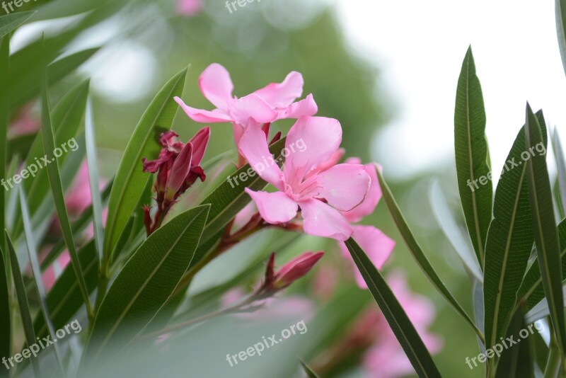 Green Aqil Color Plant Pink