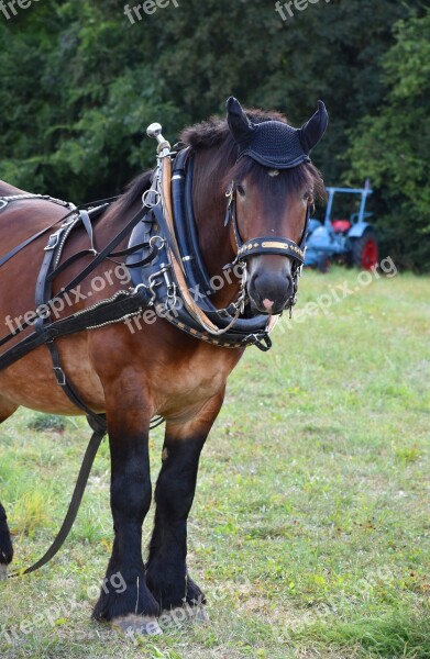 Horse Horse With A Harness Fuhrmann Historical Horses Back Horses