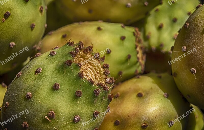 Prickly Pears Prickly Pear Fruit Food Free Photos