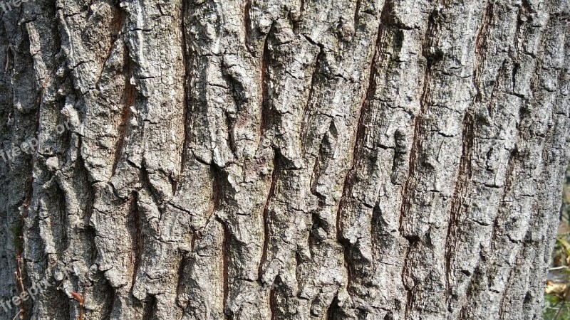 Wood Peel Oak Forest Surface