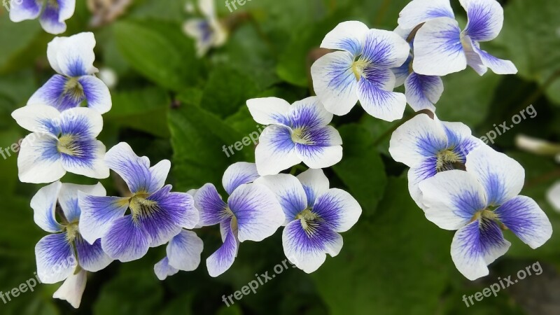 Violet Flowers Summer Wildflower Sejong City