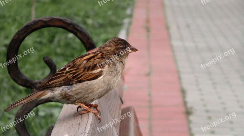 Sparrow Bird Chick Sitting Arrived