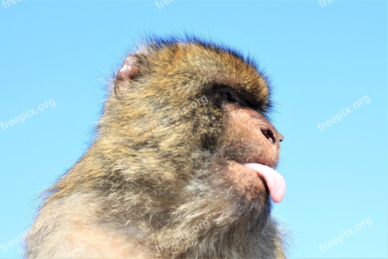 Monkey Portrait Facial Expression Stick Out Tongue Gibraltar