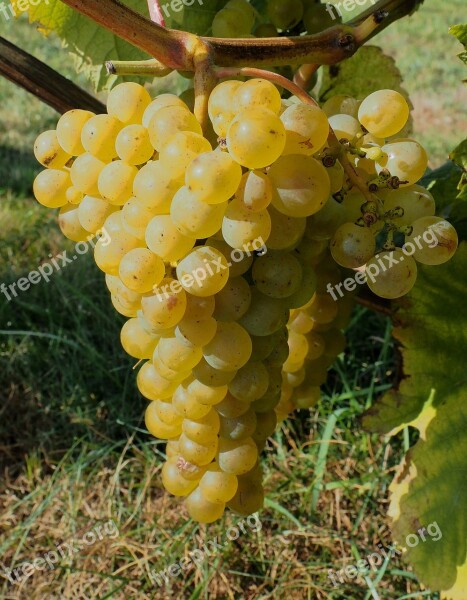 Bunch Of Grapes Vines Fruit Wine Grapes