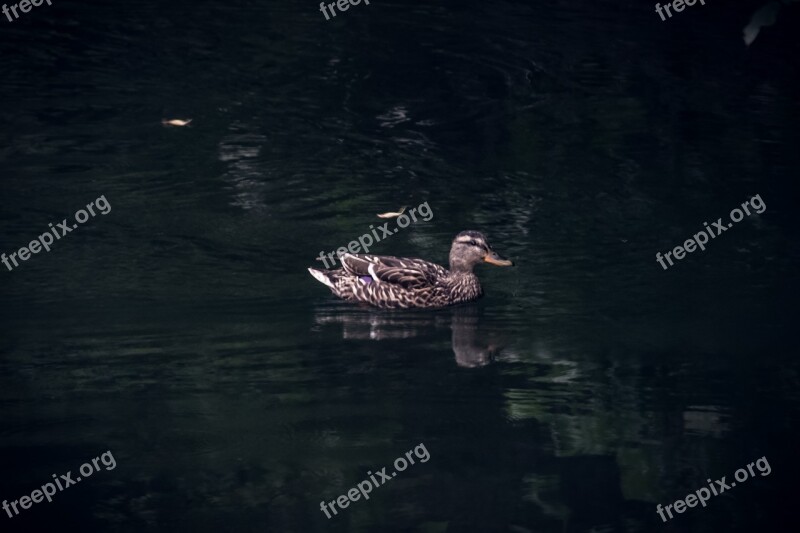 Duck Bird Animal Nature Swim