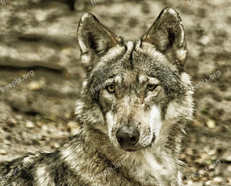 Wolf Close Up Nature Predator Animal World