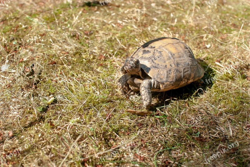 Turtle Carapace Animals Nature Free Photos