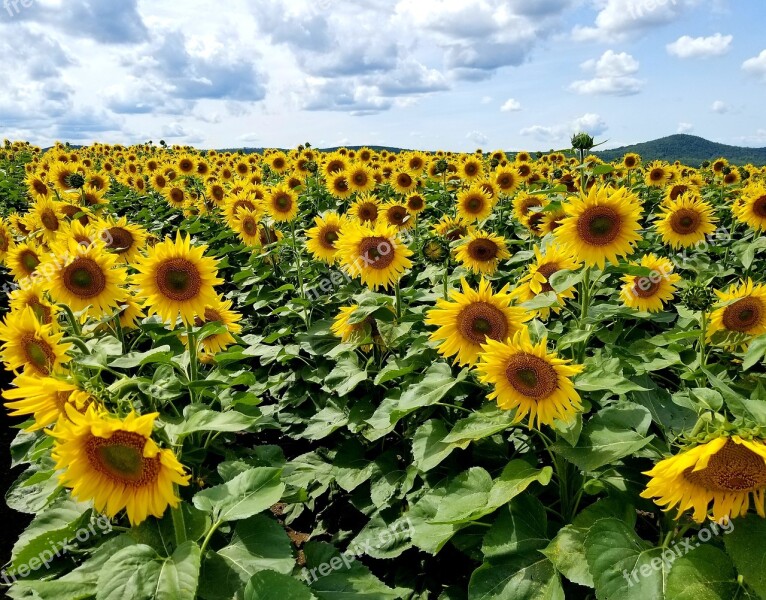 Sunflowers Sunflower Field Rows Farm