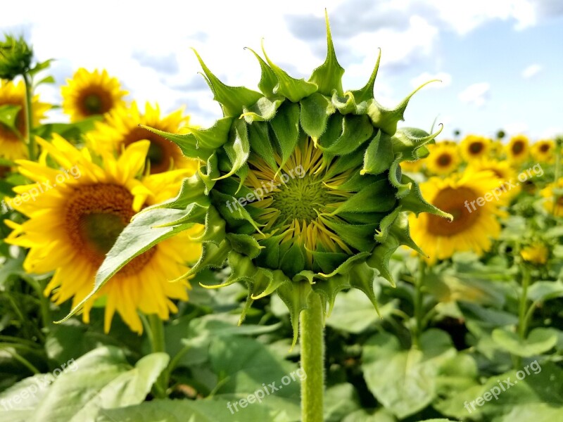 Sunflowers Sunflower Bud Field Rows Farm