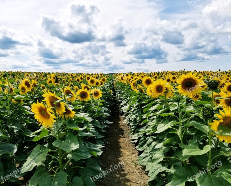 Sunflowers Sunflower Field Rows Farm