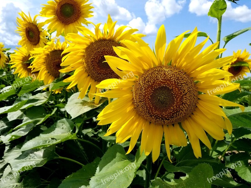 Sunflowers Sunflower Field Rows Farm