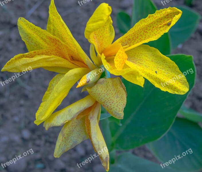 New Delhi Park Flower Free Photos