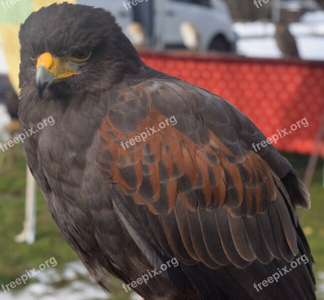 Bird Nature Raptor Animal Feathers