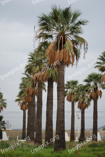 Palm Vertical Green Free Photos