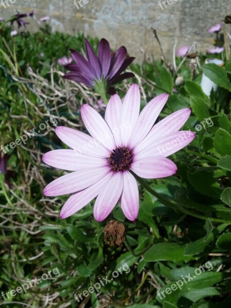 Flower Violet Nature Marguerite Free Photos