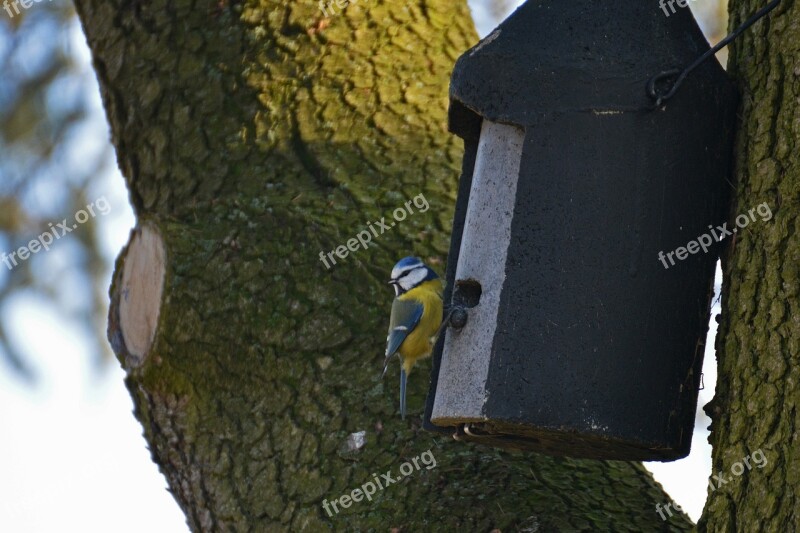 Blue Tit Aviary Bird Nature Tit