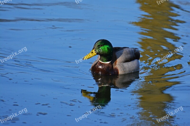 Duck Mallard Water Bird Bird Drake