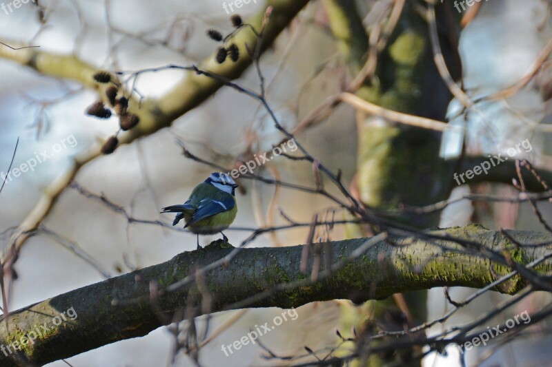 Blue Tit Tit Bird Songbird Small Bird