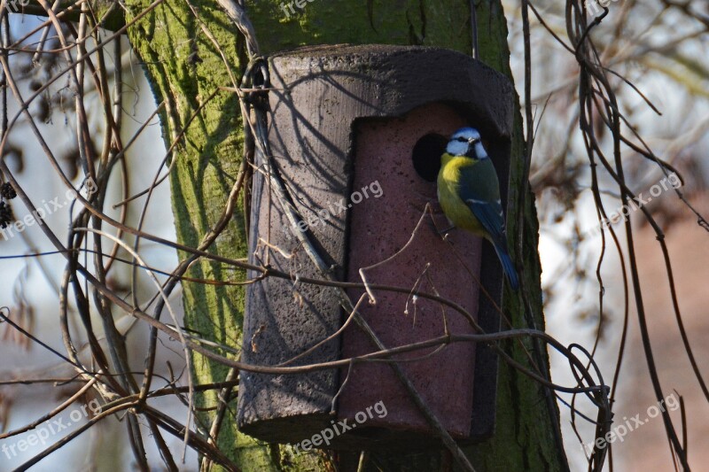 Blue Tit Tit Bird Feather Aviary