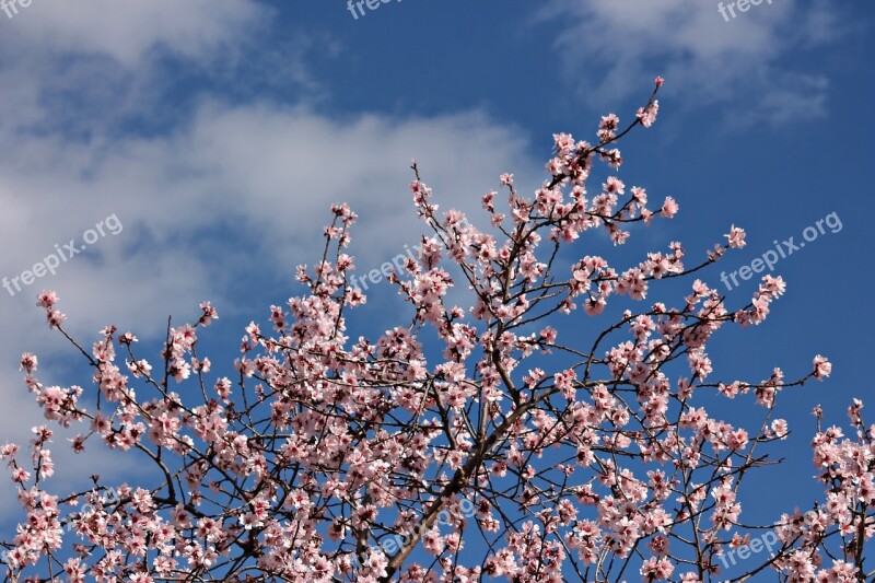 Almond Flower Flowering Sky Clouds Field