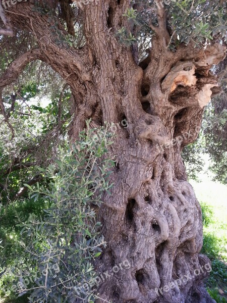 Old Olive Tree Bark Tree Tribe Greece