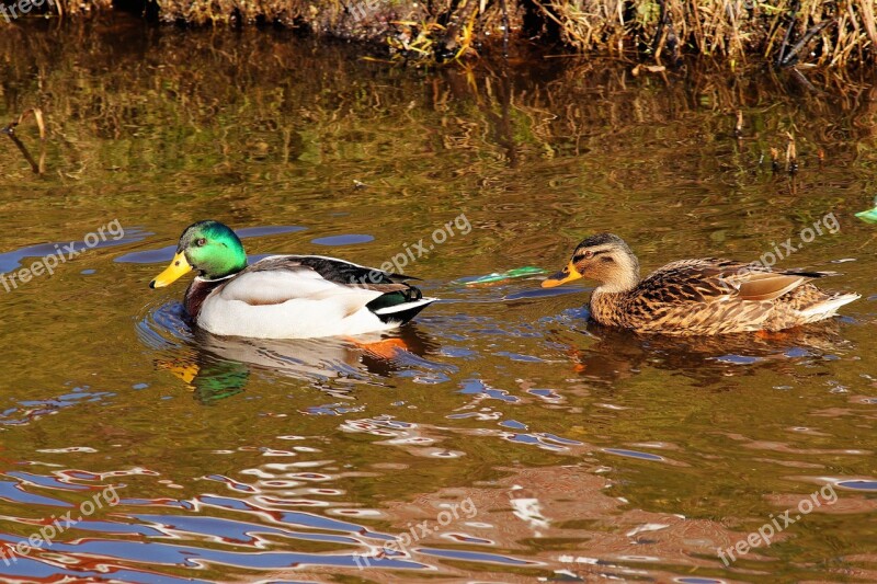 Ducks Pair Couple Plumage Bill