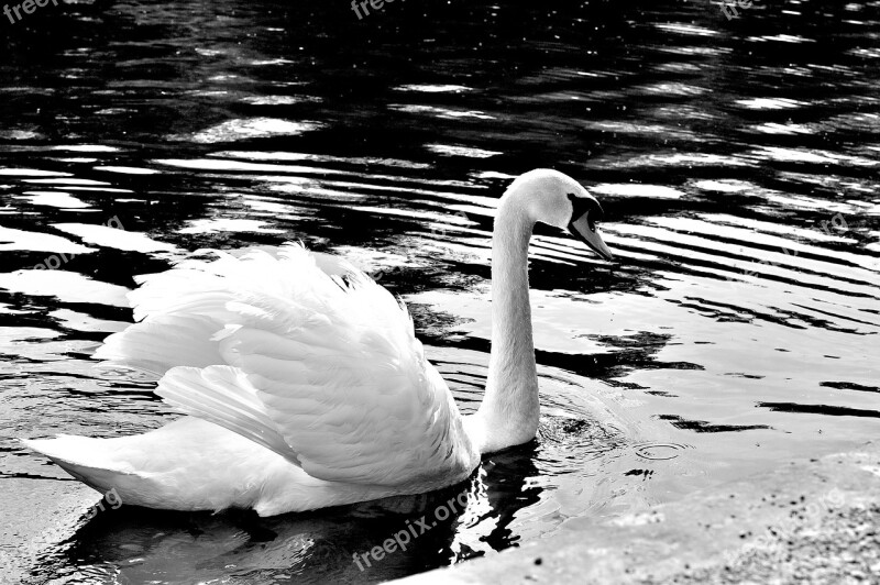 Swan Grace Wild White Bird