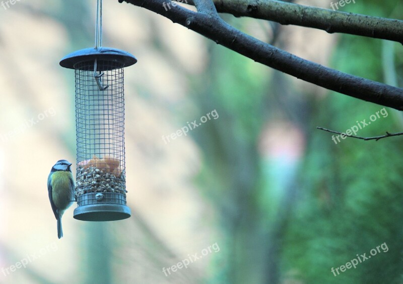 Bird Nature Blue Tit Wild Branch