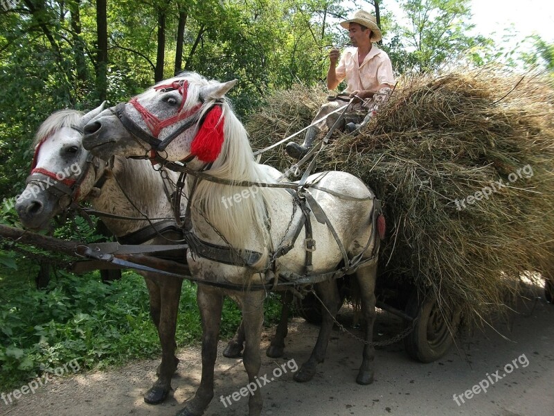 Romania Horses Cart Peasant Free Photos