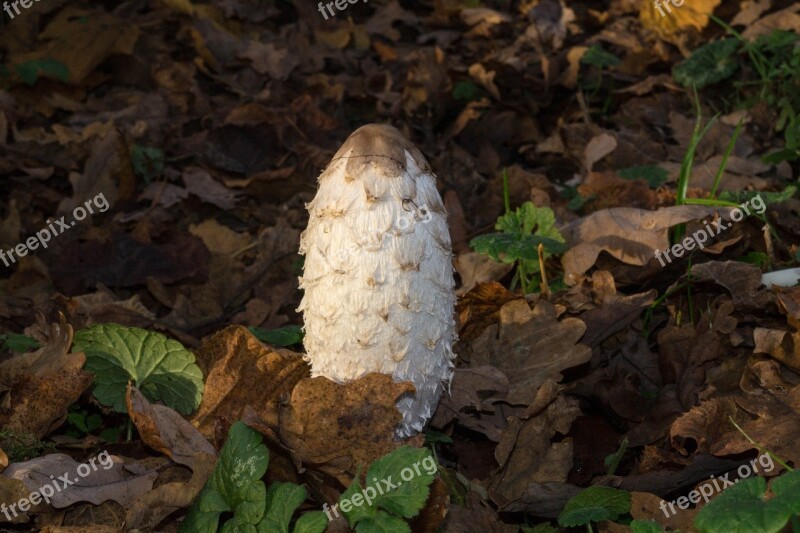 Mushroom Nature Forest Mushrooms Toxic