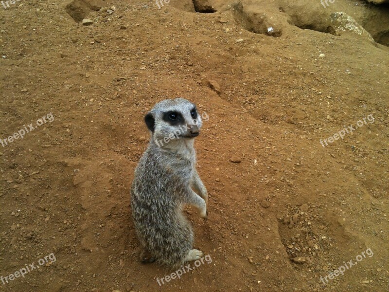 Meercat Looking Paws Free Photos