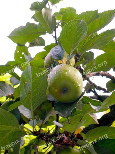 Apple Raindrop Green Fruit Free Photos