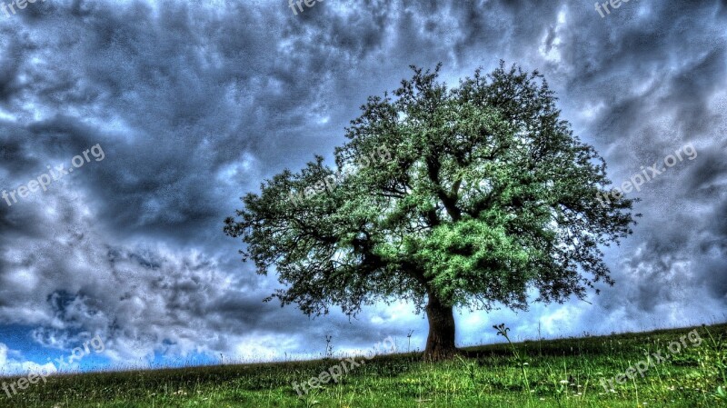 Tree Spring Erzurum Free Photos